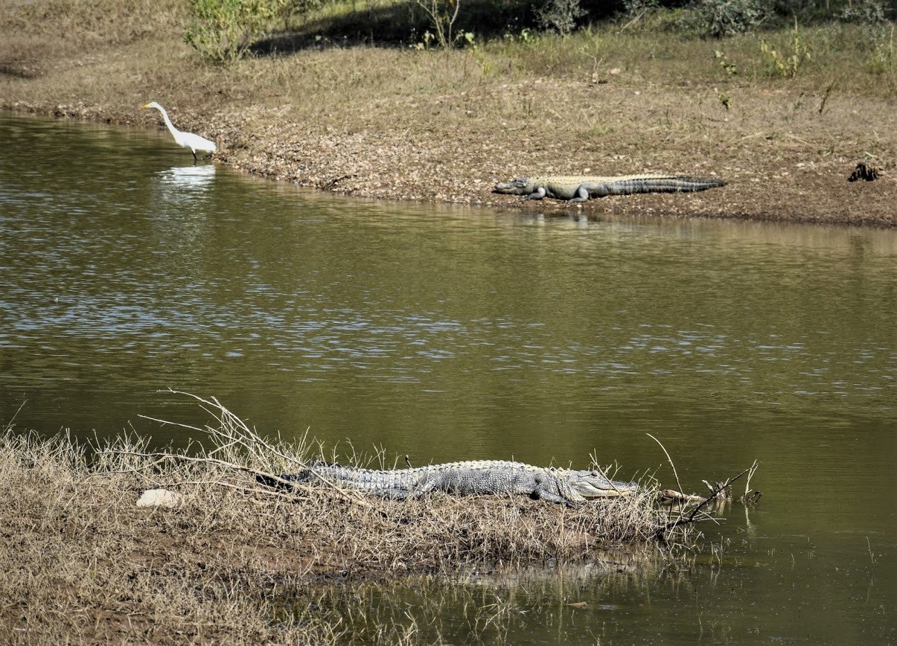 two alligators sunning with a great egret nearby